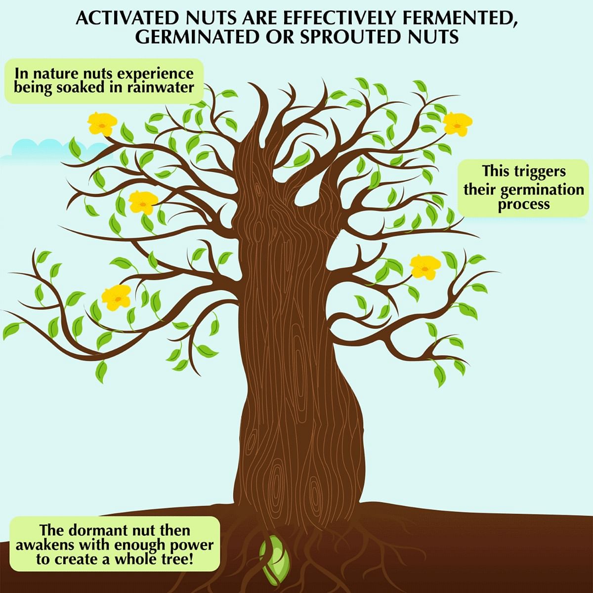 Honestly Organic Activated/Sprouted Walnuts - Mildly Salted (100% Natural, Long Soaked & Air Dried to Crunchy Perfection) - 100g
Honestly Organic Activated/Sprouted Walnuts - Mildly Salted (100% Natural, Long Soaked & Air Dried to Crunchy Perfection) - 100g